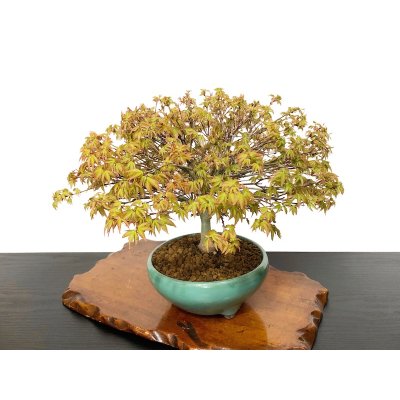 Photo2: Acer palmatum / Japanese Maple, Momiji "Kiyohime" / Middle size Bonsai 