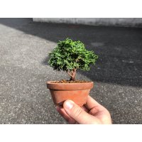 Chamaecyparis obtusa / Hinoki cypress "Renzan" / Small size Bonsai 