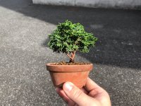 Chamaecyparis obtusa / Hinoki cypress "Renzan" / Small size Bonsai 