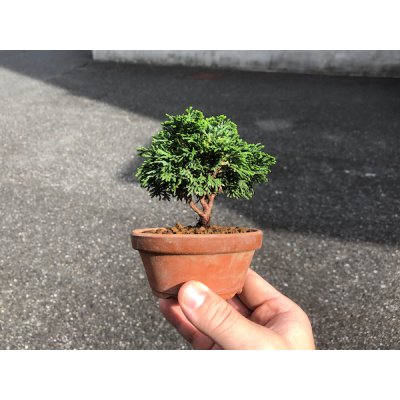 Photo1: Chamaecyparis obtusa / Hinoki cypress "Renzan" / Small size Bonsai 