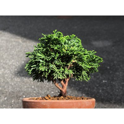 Photo5: Chamaecyparis obtusa / Hinoki cypress "Renzan" / Small size Bonsai 