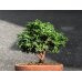 Photo5: Chamaecyparis obtusa / Hinoki cypress "Renzan" / Small size Bonsai  (5)