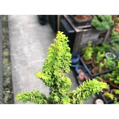 Photo3: Chamaecyparis obtusa / Hinoki cypress "Golden Sekka" / Small size Bonsai