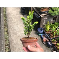 Chamaecyparis obtusa / Hinoki cypress "Golden Sekka" / Small size Bonsai