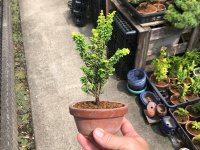 Chamaecyparis obtusa / Hinoki cypress "Golden Sekka" / Small size Bonsai