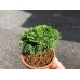 Photo4: Chamaecyparis obtusa / Hinoki cypress "Renzan" / Small size Bonsai  (4)