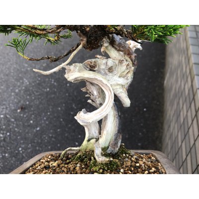 Photo2: Juniperus chinensis / Japanese Juniper, Shimpaku / Small size Bonsai 