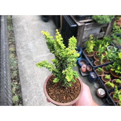 Photo4: Chamaecyparis obtusa / Hinoki cypress "Golden Sekka" / Small size Bonsai