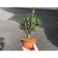 Chamaecyparis obtusa / Hinoki cypress "Sekka" / Small size Bonsai