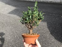 Chamaecyparis obtusa / Hinoki cypress "Sekka" / Small size Bonsai