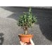 Photo1: Chamaecyparis obtusa / Hinoki cypress "Sekka" / Small size Bonsai (1)