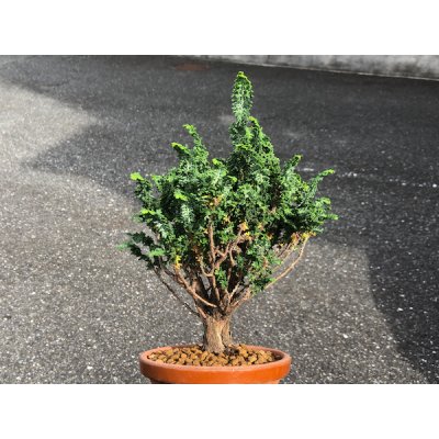 Photo3: Chamaecyparis obtusa / Hinoki cypress "Sekka" / Small size Bonsai