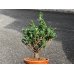 Photo3: Chamaecyparis obtusa / Hinoki cypress "Sekka" / Small size Bonsai (3)