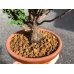 Photo2: Chamaecyparis obtusa / Hinoki cypress "Sekka" / Small size Bonsai (2)