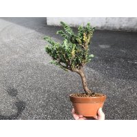 Chamaecyparis obtusa / Hinoki cypress "Sekka" / Middle size Bonsai 