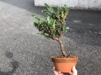 Chamaecyparis obtusa / Hinoki cypress "Sekka" / Middle size Bonsai 