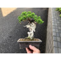 Juniperus chinensis / Japanese Juniper, Shimpaku / Small size Bonsai 