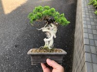 Juniperus chinensis / Japanese Juniper, Shimpaku / Small size Bonsai 