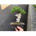 Photo1: Juniperus chinensis / Japanese Juniper, Shimpaku / Small size Bonsai  (1)