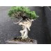 Photo6: Juniperus chinensis / Japanese Juniper, Shimpaku / Small size Bonsai 