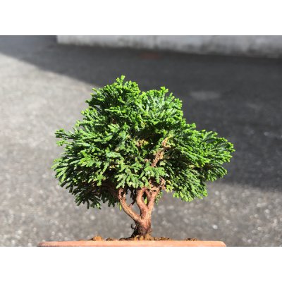 Photo2: Chamaecyparis obtusa / Hinoki cypress "Renzan" / Small size Bonsai 