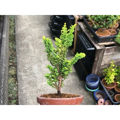 Photo5: Chamaecyparis obtusa / Hinoki cypress "Golden Sekka" / Small size Bonsai