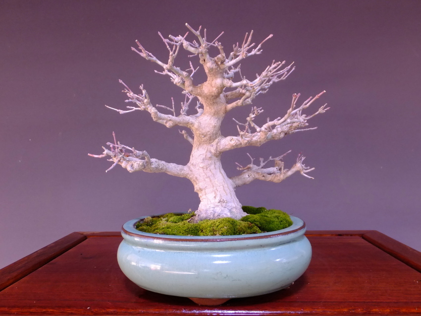 Bonsai/Japanese Maple (Acer palmatum) / Yama Momiji online shopping