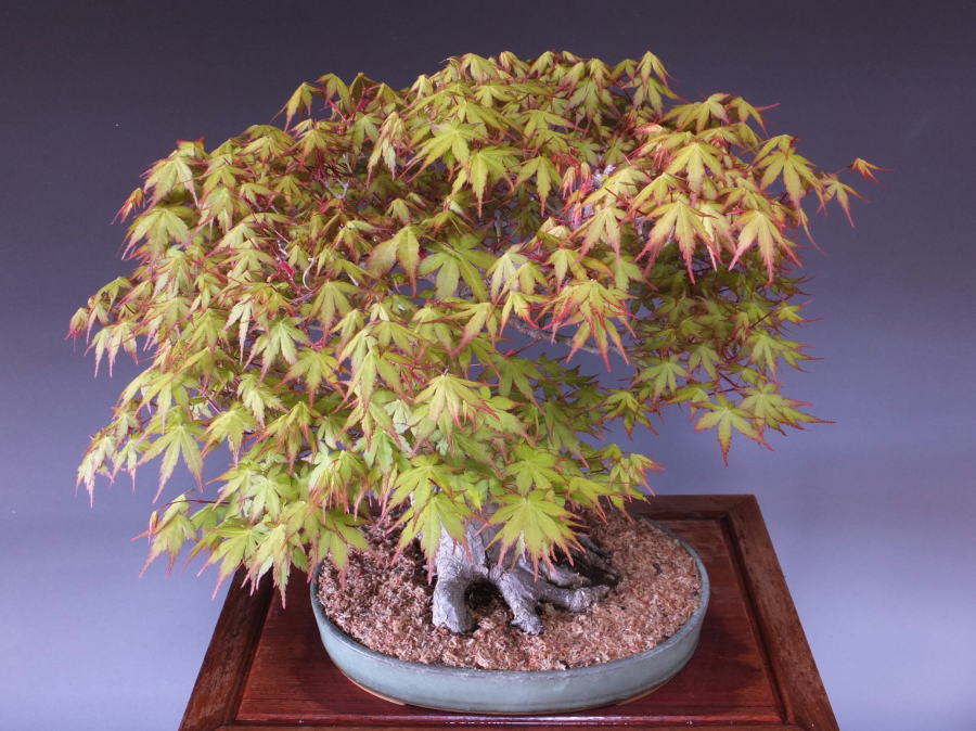 Bonsai/Japanese Maple (Acer palmatum) / Katsura Momiji online shopping ...