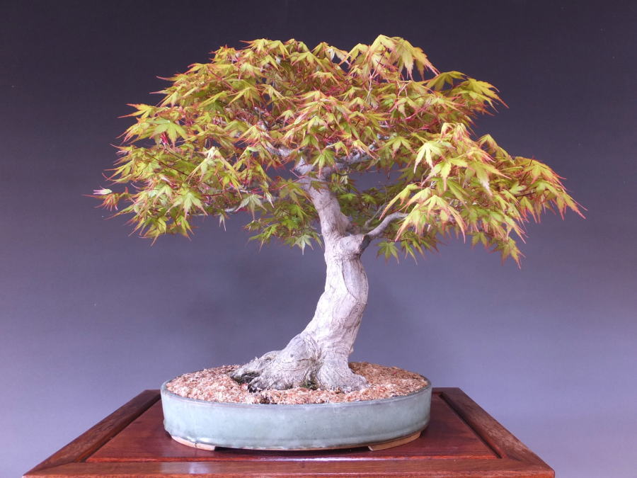 Bonsai/Japanese Maple (Acer palmatum) / Katsura Momiji online shopping ...