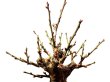 Photo8: Prunus mume (Japanese Flowering Apricot) / Ume "Kagoshima Kobai" / Middle size Bonsai  (8)