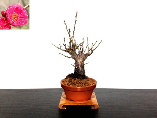 Photo1: Prunus mume (Japanese Flowering Apricot) / Ume "Kagoshima Kobai" / Middle size Bonsai  (1)