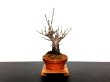 Photo9: Prunus mume (Japanese Flowering Apricot) / Ume "Kagoshima Kobai" / Middle size Bonsai  (9)