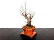 Photo4: Prunus mume (Japanese Flowering Apricot) / Ume "Kagoshima Kobai" / Middle size Bonsai  (4)