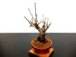 Photo5: Prunus mume (Japanese Flowering Apricot) / Ume "Kagoshima Kobai" / Middle size Bonsai  (5)