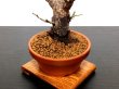 Photo6: Prunus mume (Japanese Flowering Apricot) / Ume "Kagoshima Kobai" / Middle size Bonsai  (6)