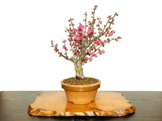 Rafia Natural JAPON 100 GR - Comprar en Domestic Bonsai