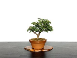 Rafia Natural JAPON 100 GR - Comprar en Domestic Bonsai