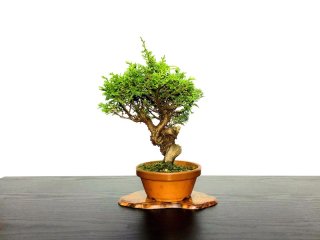 Rafia Natural JAPON 100 GR - Comprar en Domestic Bonsai