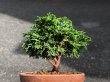 Photo5: Chamaecyparis obtusa / Hinoki cypress "Renzan" / Small size Bonsai  (5)