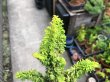 Photo3: Chamaecyparis obtusa / Hinoki cypress "Golden Sekka" / Small size Bonsai (3)