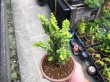 Photo4: Chamaecyparis obtusa / Hinoki cypress "Golden Sekka" / Small size Bonsai (4)