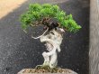 Photo4: Juniperus chinensis / Japanese Juniper, Shimpaku / Small size Bonsai  (4)