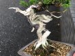 Photo3: Juniperus chinensis / Japanese Juniper, Shimpaku / Small size Bonsai  (3)