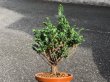 Photo3: Chamaecyparis obtusa / Hinoki cypress "Sekka" / Small size Bonsai (3)