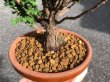 Photo2: Chamaecyparis obtusa / Hinoki cypress "Sekka" / Small size Bonsai (2)