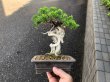 Photo1: Juniperus chinensis / Japanese Juniper, Shimpaku / Small size Bonsai  (1)