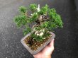 Photo5: Juniperus chinensis / Japanese Juniper, Shimpaku / Small size Bonsai  (5)