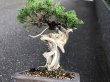 Photo6: Juniperus chinensis / Japanese Juniper, Shimpaku / Small size Bonsai  (6)