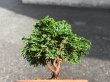 Photo2: Chamaecyparis obtusa / Hinoki cypress "Renzan" / Small size Bonsai  (2)