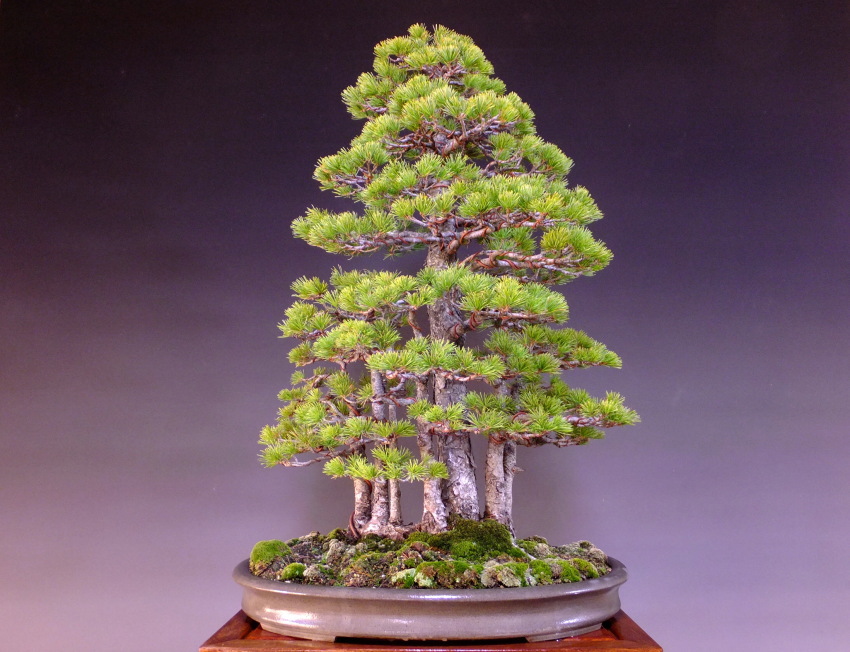 Bonsai Five Needle Pine Pinus Parviflora Goyo Matsu Online Shopping Site Of Bonsai Treesfrom Japan